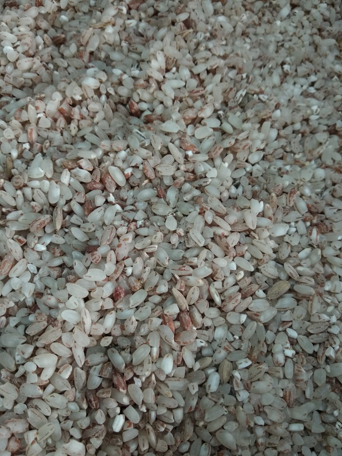 WhatsApp Image 2024-01-12 at 4.08.01 PM